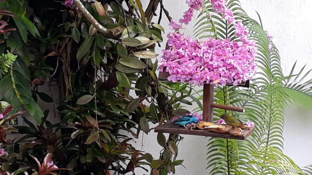 Suites Beija-Flor Araquari Eksteriør bilde